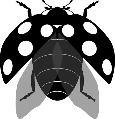 Cute ladybug or ladybird simple flat design red and black. Vector illustration on white background.iconのイラスト素材