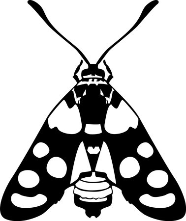 Insect collection illustration, drawing, engraving, ink, vector,illustration of an background with a butterfly.のイラスト素材