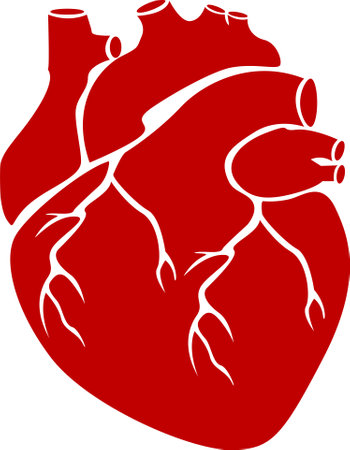 illustration of a silhouette of a person with heart.Red human heart organ on white backgroundのイラスト素材