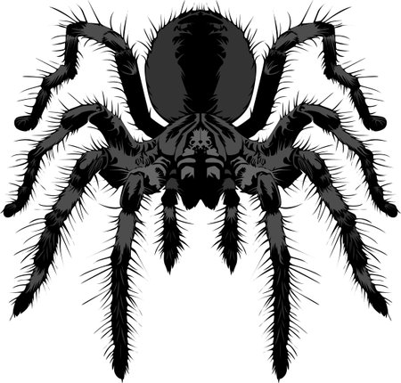 spider  black color object element doodle graphic design horror happy halloween day 31st day date october spider web evil pattern spookyのイラスト素材