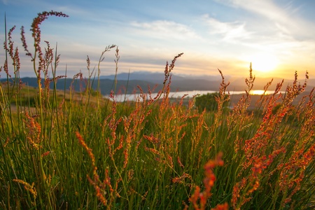 colourful grass against sunset ontop of mountainの写真素材