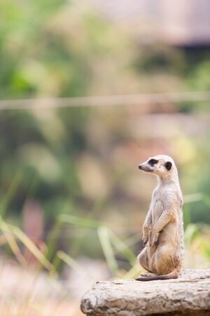 A Suricata looking away lonelyの写真素材
