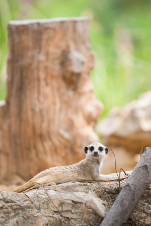A Suricata  looking face on