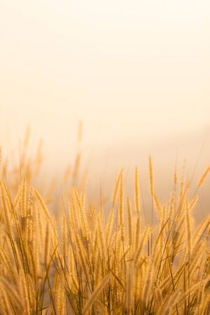 dry grass field in sceneの写真素材