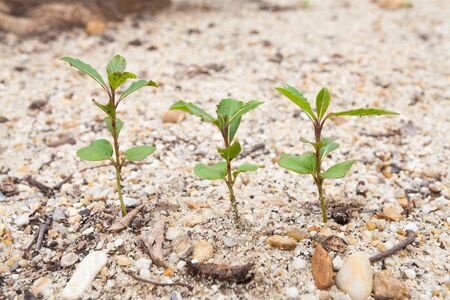 Little trees grow form sandの写真素材