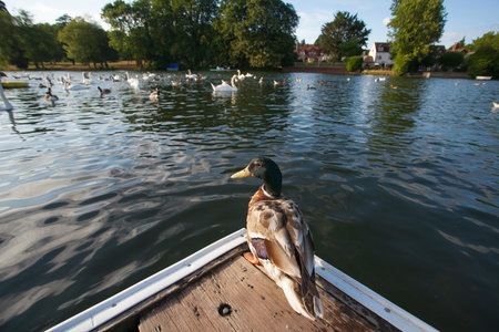 A flock of geese and duck swimming in the riverの写真素材