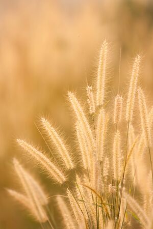 Dry grass field in sceneの写真素材