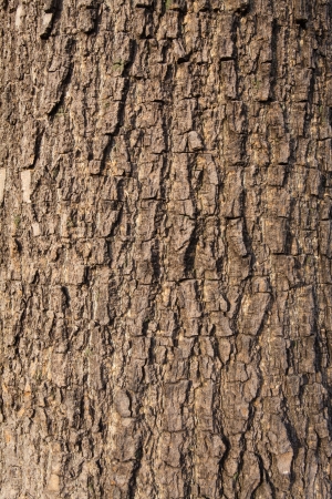 Olive tree  bark background texture pattern.の写真素材