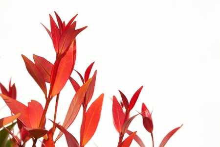 Closeup Christina leaf isolate on whiteの写真素材
