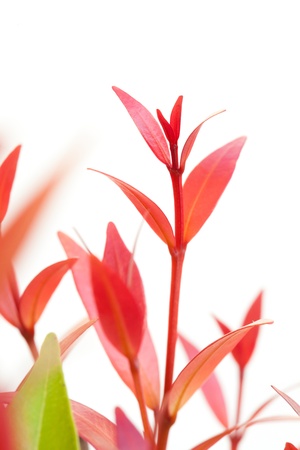 Closeup Christina leaf isolate on whiteの写真素材
