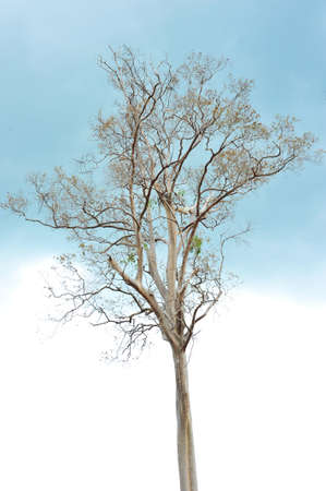 tree under blue skyの写真素材