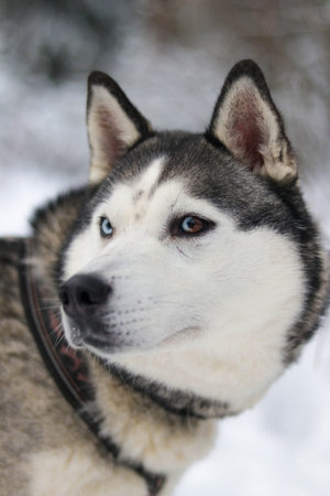 Beautiful husky in the snowy forestの写真素材