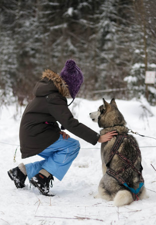 Beautiful husky in the snowy forestの写真素材