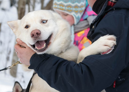 Beautiful husky in the snowy forestの写真素材