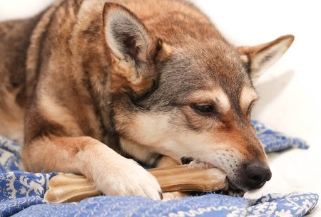 a dog chews on a treat (chewing bone)の写真素材