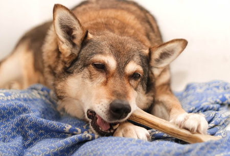 a dog chews on a treat (chewing bone)の写真素材