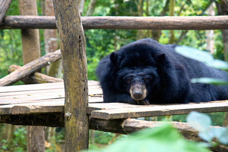 A black bear in animal conservation, Kuang Si waterfalls, Luang Prabang, Laosの写真素材