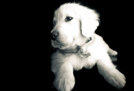 Golden puppy looking forwardの写真素材