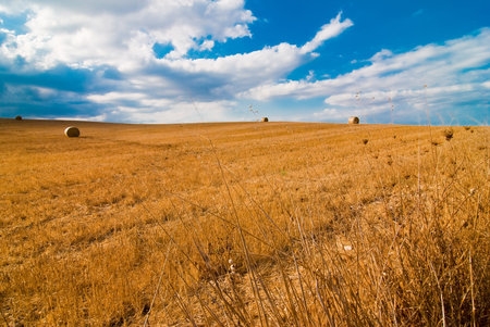 Yellow wheat camp witg curvy horizon