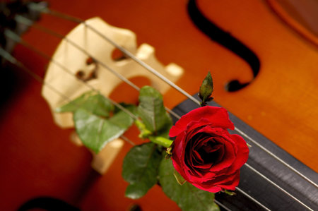 red rose and cello