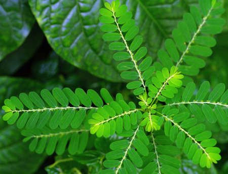 small plantの写真素材