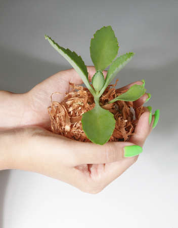 little plant in woman handの写真素材