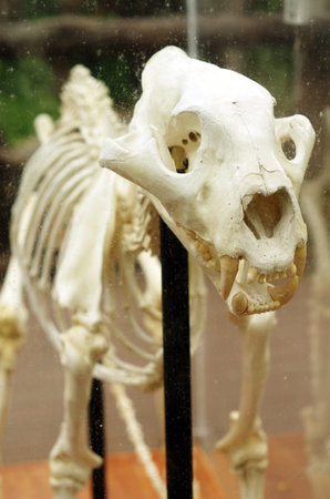 detail of animal skeleton ,tiger boneの写真素材