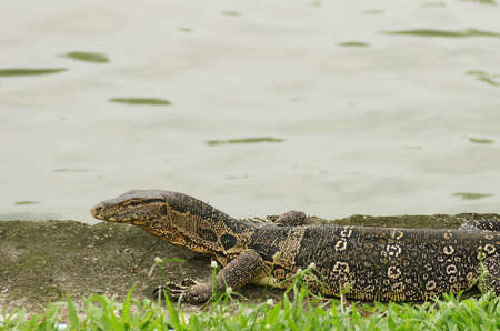 A banded monitor lizard , Varanus salvatorの写真素材