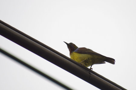 Olive-backed sunbird live in cityの写真素材