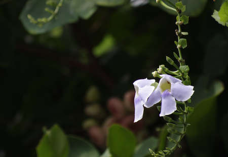 Blue Trumpet  Vine Flower on Treeの写真素材