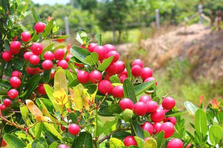 Karonda or Carunda Fruits herbの写真素材