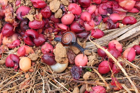 Karonda or Carunda Fruits herb and snailの写真素材
