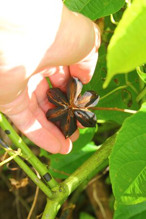 dried seeds fruit of sacha-Inchi peanut in handの写真素材