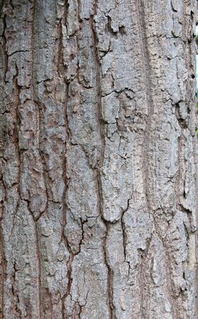 Background texture of tree barkの写真素材