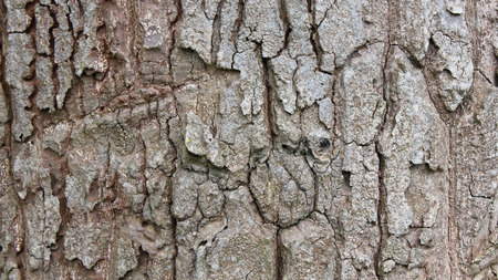 Background texture of tree barkの写真素材
