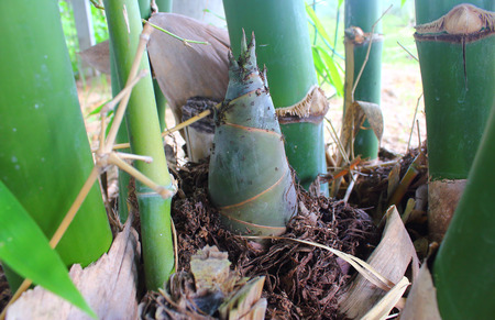 Shoot of Bamboo in the gardentの写真素材