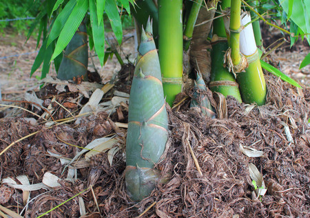 Shoot of Bamboo in the gardentの写真素材