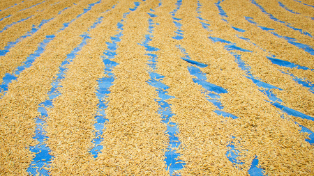 Drying paddy or rice grain with sunlightの写真素材