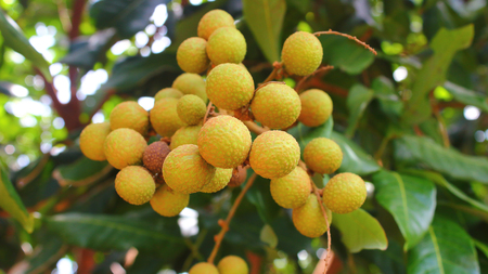 Longan orchards -Tropical fruits young longanの写真素材