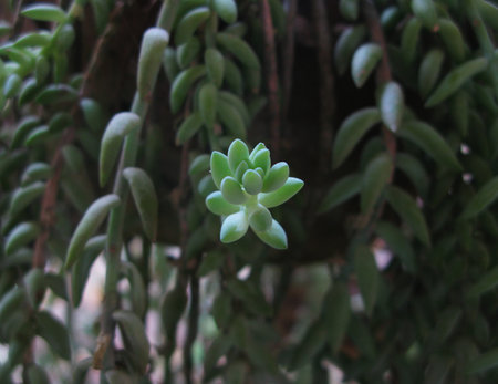 succulentの写真素材