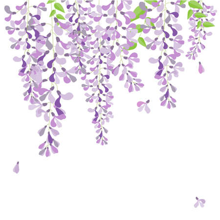 vector wisteria,purple flower in garden,wedding,card,のイラスト素材