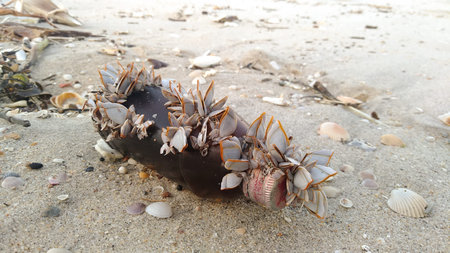Garbage washes up on Songkhla beach.