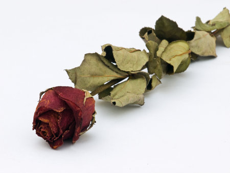 love timeの写真素材