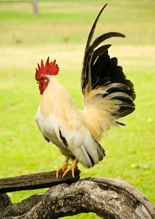 Chicken