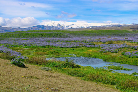 Beautiful lupines blossoming in the Icelandic summerの写真素材