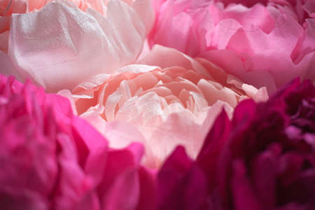 Pink corrugated paper peonyの写真素材
