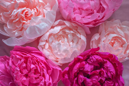 Pink corrugated paper peonyの写真素材
