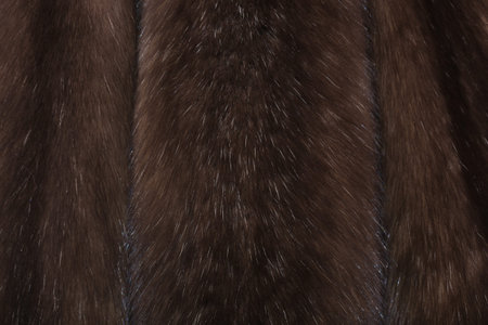Skins of natural fur sable.の写真素材