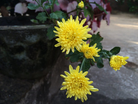 Chrysanthemum sprayの素材