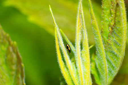 This is a very small beetle, the length of about 0.5cm